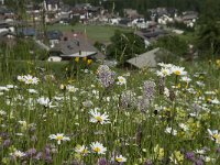 I, Sued-Tirol, Corvara, Kolfuschg, Ciamplo 20, Saxifraga-Annemiek Bouwman