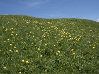 I, Sued-Tirol, Corvara, Kolfuschg, Ciamplo 7, Saxifraga-Willem van Kruijsbergen