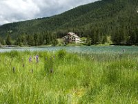 I, Sued-Tirol, Toblach, Toblachersee 1, Saxifraga-Luuk Vermeer