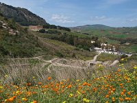 I, Trapani, Calatafimi Segesta, Segesta 1, Saxifraga-Hans Dekker