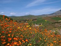 I, Trapani, Calatafimi Segesta, Segesta 3, Saxifraga-Hans Dekker