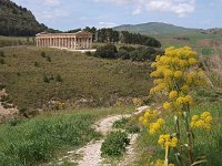 I, Trapani, Calatafimi Segesta, Segesta 4, Saxifraga-Hans Dekker