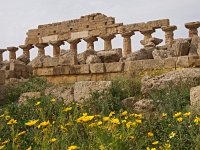 I, Trapani, Selinunte 4, Saxifraga-Hans Dekker