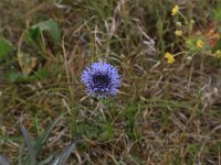 LV, Kurzeme, Rucava, Dabas parks Pape 45, Saxifraga-Hans Boll