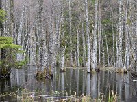 LV, Kurzeme, Talsu novads, Sliteres nacionalais parks 1, Saxifraga-Tom Heijnen