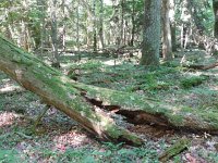 LV, Ventspils novads, Moricsala nature reserve 10, Saxifraga-National Botanical Garden of Latvia