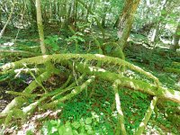 LV, Ventspils novads, Moricsala nature reserve 17, Saxifraga-National Botanical Garden of Latvia