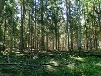 LV, Ventspils novads, Moricsala nature reserve 4, Saxifraga-National Botanical Garden of Latvia