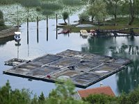 MNE, Cetinje, Skadarsko jezero at Karuc 8, Saxifraga-Tom Heijnen