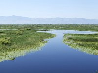 MNE Podgorica, Skadarsko jezero, Saxifraga-Tom Heijnen