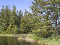 Bergsplass  Norwegian lake "Norra Kornsjon" SE of Halden, Norway : color, colour, Europe European, Halden, horizontal, lake, nature natural, Norre Kornsjon, Norway, Norwegian, reed, rural landscape, Scandinavia Scandinavian, summer, water