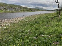 N, Finnmark, Hammerfest, Kvalsund 2, Saxifraga-Willem van Kruijsbergen