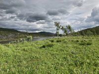N, Finnmark, Hammerfest, Kvalsund 3, Saxifraga-Willem van Kruijsbergen