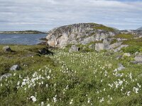 N, Finnmark, Nordkapp, Gjesvaer 13, Saxifraga-Willem van Kruijsbergen