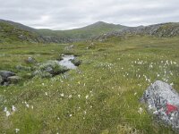 N, Finnmark, Nordkapp, Gjesvaer 22, Saxifraga-Willem van Kruijsbergen