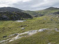 N, Finnmark, Nordkapp, Gjesvaer 27, Saxifraga-Willem van Kruijsbergen