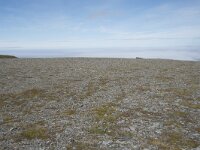 N, Finnmark, Nordkapp, Nordkapp 38, Saxifraga-Willem van Kruijsbergen