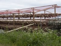 N, Finnmark, Nordkapp, Nordvagen 7, Saxifraga-Willem van Kruijsbergen