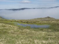 N, Finnmark, Nordkapp, Skarsvag 14, Saxifraga-Willem van Kruijsbergen