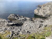 N, Finnmark, Nordkapp, Skarsvag 5, Saxifraga-Willem van Kruijsbergen