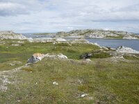 N, Finnmark, Porsanger, Trollholmsund 1, Saxifraga-Willem van Kruijsbergen