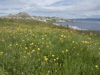 N, Finnmark, Porsanger, Trollholmsund 3, Saxifraga-Willem van Kruijsbergen
