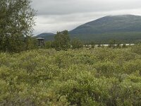 N, Innlandet, Dovre, Fokstumyra 1, Saxifraga-Willem van Kruijsbergen