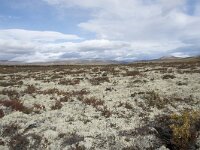 N, Innlandet, Dovre, Fokstumyra 102, Saxifraga-Willem van Kruijsbergen