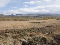 N, Innlandet, Dovre, Fokstumyra 124, Saxifraga-Willem van Kruijsbergen