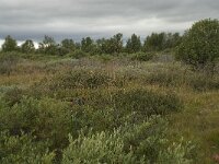 N, Innlandet, Dovre, Fokstumyra 13, Saxifraga-Willem van Kruijsbergen