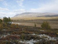 N, Innlandet, Dovre, Fokstumyra 136, Saxifraga-Willem van Kruijsbergen