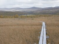 N, Innlandet, Dovre, Fokstumyra 141, Saxifraga-Willem van Kruijsbergen