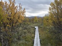 N, Innlandet, Dovre, Fokstumyra 149, Saxifraga-Willem van Kruijsbergen