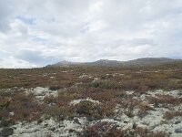 N, Innlandet, Dovre, Fokstumyra 173, Saxifraga-Annemiek Bouwman