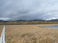 N, Innlandet, Dovre, Fokstumyra 188, Saxifraga-Annemiek Bouwman