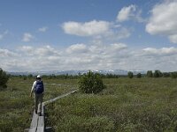 N, Innlandet, Dovre, Fokstumyra 38, Saxifraga-Jan van der Straaten