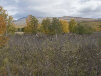 N, Innlandet, Dovre, Fokstumyra 48, Saxifraga-Willem van Kruijsbergen