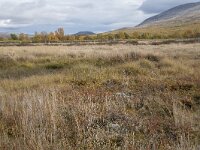 N, Innlandet, Dovre, Fokstumyra 53, Saxifraga-Willem van Kruijsbergen