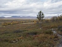 N, Innlandet, Dovre, Fokstumyra 69, Saxifraga-Willem van Kruijsbergen