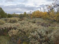 N, Innlandet, Dovre, Fokstumyra 78, Saxifraga-Willem van Kruijsbergen