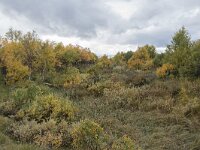 N, Innlandet, Dovre, Fokstumyra 79, Saxifraga-Willem van Kruijsbergen