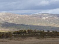 N, Innlandet, Dovre, Fokstumyra 84, Saxifraga-Willem van Kruijsbergen