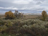 N, Innlandet, Dovre, Fokstumyra 86, Saxifraga-Willem van Kruijsbergen