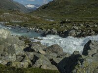 N, Innlandet, Lom, Krossbu 16, Saxifraga-Marijke Verhagen