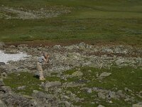 N, Innlandet, Lom, Krossbu 6, Saxifraga-Jan van der Straaten