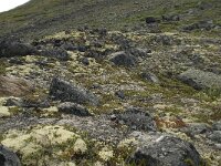 N, Innlandet, Lom, Storebreen 13, Saxifraga-Willem van Kruijsbergen