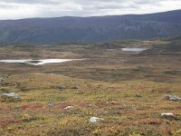 N, Innlandet, Oystre Slidre, Bygdin 5, Saxifraga-Willem van Kruijsbergen