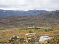 N, Innlandet, Oystre Slidre, Bygdin 6, Saxifraga-Willem van Kruijsbergen