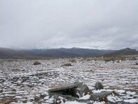 N, Innlandet, Oystre Slidre, Valdresflya 11, Saxifraga-Willem van Kruijsbergen