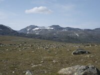 N, Innlandet, Oystre Slidre, Valdresflya 21, Saxifraga-Willem van Kruijsbergen